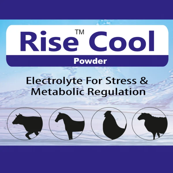 ise Cool Powder